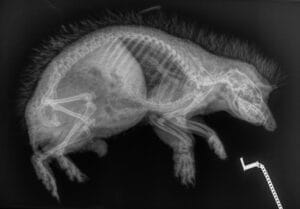 Radiografia laterale di un riccio adulto, scattata presso il centro per ricci. Lo scheletro con le costole, la colonna vertebrale e il cranio sono chiaramente visibili. Questi esami aiutano Igel-Hilfe Schweiz a riconoscere e trattare rapidamente le lesioni interne o le malattie.
